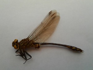  ( - OdoQC040)  @11 [ ] Unspecified (default): All Rights Reserved  Unspecified Unspecified