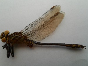  ( - OdoQC044)  @11 [ ] Unspecified (default): All Rights Reserved  Unspecified Unspecified