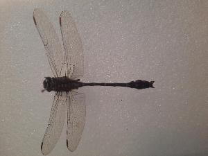  ( - OdoQC090)  @11 [ ] Unspecified (default): All Rights Reserved  Unspecified Unspecified