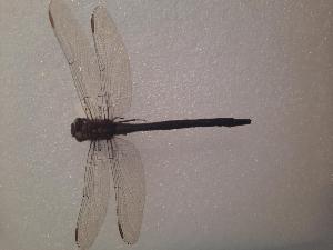  ( - OdoQC091)  @11 [ ] Unspecified (default): All Rights Reserved  Unspecified Unspecified