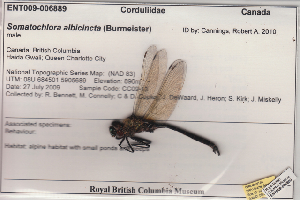  (Somatochlora albicincta - 10-SKOD-102)  @13 [ ] CreativeCommons - Attribution (2010) Unspecified Centre for Biodiversity Genomics