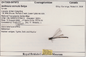  (Ischnura cervula - 10-SKOD-189)  @11 [ ] CreativeCommons - Attribution (2010) Unspecified Centre for Biodiversity Genomics