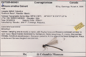  (Ischnura erratica - 10-SKOD-192)  @11 [ ] CreativeCommons - Attribution (2010) Unspecified Centre for Biodiversity Genomics