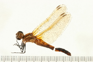  ( - 08OMSOD-0146)  @13 [ ] CreativeCommons - Attribution (2008) CBG Photography Group Centre for Biodiversity Genomics