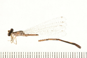  (Enallagma doubledayi - 08OMSOD-0222)  @13 [ ] CreativeCommons - Attribution (2008) CBG Photography Group Centre for Biodiversity Genomics