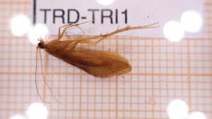  ( - TRD-TRI1)  @12 [ ] CreativeCommons - Attribution Non-Commercial Share-Alike (2014) Unspecified NTNU University Museum, Department of Natural History