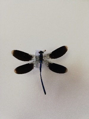  (Calopteryx splendens - LPRC6622)  @11 [ ] creative common (2021) Cyril Berquier OEC