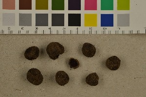  (Elaphomyces sp. AM04 - O-F-260439)  @11 [ ] CreativeCommons - Attribution Non-Commercial Share-Alike (2016) Unspecified University of Oslo, Natural History Museum