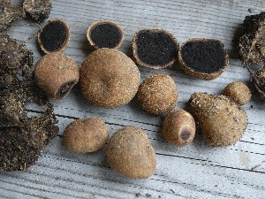  (Elaphomyces sp. AM01 - O-F-22474)  @11 [ ] CreativeCommons - Attribution Non-Commercial Share-Alike (2016) Unspecified University of Oslo, Natural History Museum