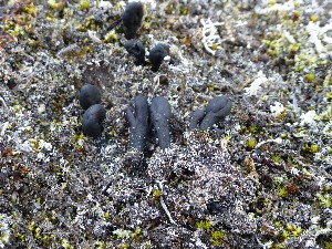  (Sabuloglossum arenarium - O-F-245296)  @11 [ ] CreativeCommons - Attribution Non-Commercial Share-Alike (2016) Unspecified University of Oslo, Natural History Museum