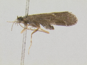  (Apatanodes sociatus - 10OFCAD-537)  @13 [ ] CreativeCommons - Attribution (2010) C.J. Geraci NMNH