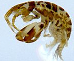 ( - OGL-E00196)  @13 [ ] Copyright (2008) Dan Distel Ocean Genome Legacy