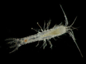  (Mictocarididae - OGL-E13917)  @11 [ ] Copyright (2008) Wolfgang Sterrer Bermuda Aquarium, Museum and Zoo