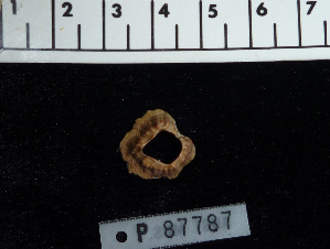  ( - OGL-E22669)  @11 [ ] Copyright (2011) Andrew Hosie/WA Museum Western Australian Museum