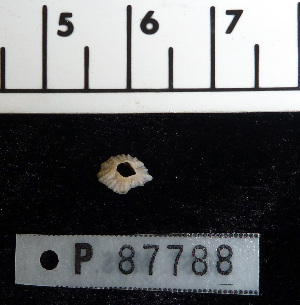  ( - OGL-E22670)  @11 [ ] Copyright (2011) Andrew Hosie/WA Museum Western Australian Museum