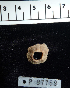  ( - OGL-E22671)  @11 [ ] Copyright (2011) Andrew Hosie/WA Museum Western Australian Museum