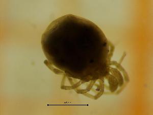  ( - HFLU01_MAC19-10)  @11 [ ] by-nc-nd (2022) Angelika Janiszewska University of Lodz, Faculty of Biology and Environmental Protection