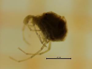  ( - HFLU02_MAC19-10)  @11 [ ] by-nc-nd (2022) Angelika Janiszewska University of Lodz, Faculty of Biology and Environmental Protection