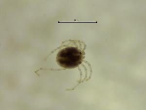  ( - HMAR01_MAC19-12)  @11 [ ] by-nc-nd (2022) Angelika Janiszewska University of Lodz, Faculty of Biology and Environmental Protection