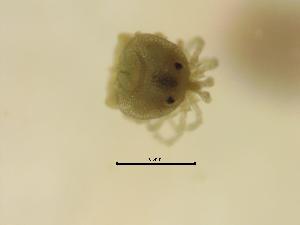  ( - ABIS01_MAC19-14)  @11 [ ] by-nc-nd (2022) Angelika Janiszewska University of Lodz, Faculty of Biology and Environmental Protection