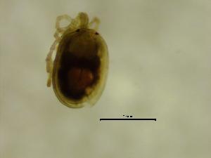  (Torrenticola meridionalis - TOR1SP06_OSC16A)  @11 [ ] by-nc-nd (2022) Angelika Janiszewska University of Lodz, Faculty of Biology and Environmental Protection