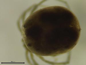  ( - HLON01_OSC17)  @11 [ ] by-nc-nd (2022) Angelika Janiszewska University of Lodz, Faculty of Biology and Environmental Protection