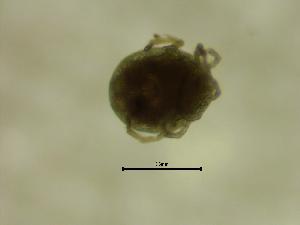  ( - AGLO02_OSS01A)  @11 [ ] by-nc-nd (2022) Angelika Janiszewska University of Lodz, Faculty of Biology and Environmental Protection