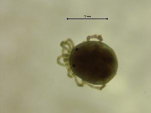  ( - AGLO02_OSS01A)  @11 [ ] by-nc-nd (2022) Angelika Janiszewska University of Lodz, Faculty of Biology and Environmental Protection