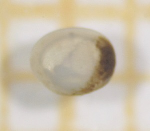  ( - OA002_08_Pi)  @11 [ ] by-nc-nd (2022) Klaudyna Królikowska University of Lodz, Faculty of Biology and Environmental Protection