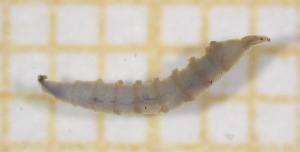  (Limnophora setinerva - OA005_06_D)  @11 [ ] by-nc-nd (2022) Klaudyna Królikowska University of Lodz, Faculty of Biology and Environmental Protection