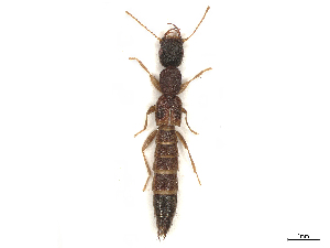  (Astenus americanus - BIOUG46675-G10)  @11 [ ] CreativeCommons - Attribution (2024) CBG Photography Group Centre for Biodiversity Genomics