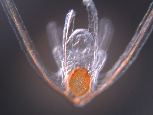 ( - RE-Or1006-3115)  @11 [ ] CreativeCommons  Attribution (by) (2015) Richard Emlet Oregon Institute of Marine Biology