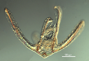  ( - RE-FHL82319)  @11 [ ] CreativeCommons  Attribution (by) (2019) Richard Emlet Oregon Institute of Marine Biology