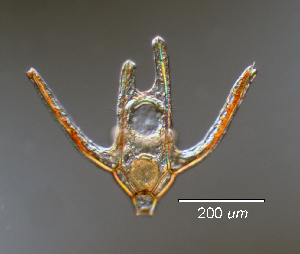 ( - o124)  @11 [ ] CreativeCommons - Attribution Share-Alike (2024) Unspecified Oregon Institute of Marine Biology