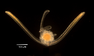  ( - RE-OrApug1-101517)  @11 [ ] CreativeCommons  Attribution (by) (2017) Richard Emlet Oregon Institute of Marine Biology
