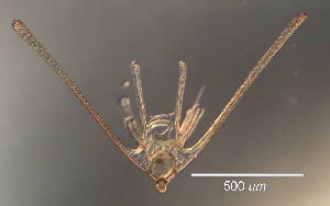  (Ophiopholis bakeri - RE-OpL3-24)  @11 [ ] CreativeCommons - Attribution (2024) Richard Emlet Oregon Institute of Marine Biology