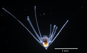  ( - RE-Octha)  @11 [ ] CreativeCommons - Attribution (2025) Riichard Emlet Oregon Institute of Marine Biology