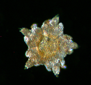  ( - RE-R3-1612)  @11 [ ] CreativeCommons  Attribution (by) (2012) Richard Emlet Oregon Institute of Marine Biology