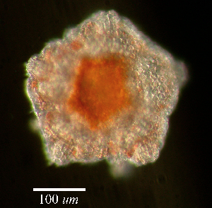  ( - RE-R40-121411)  @11 [ ] CreativeCommons - Attribution Share-Alike (2022) Richard Emlet Oregon Institute of Marine Biology