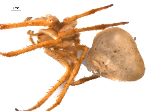  (Araneus cavaticus - BIOUG20600-D02)  @11 [ ] CreativeCommons - Attribution (2015) G. Blagoev Centre for Biodiversity Genomics