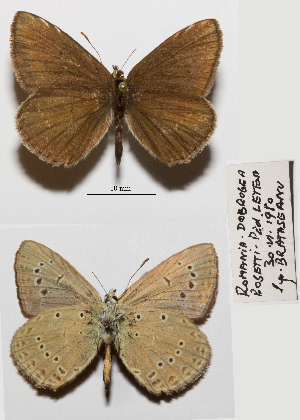  (Polyommatus admetus - RVcoll.14-U819)  @11 [ ] Copyright (2015) Sergiu Torok Muzeul Municipal Medias