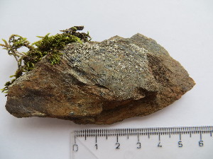 (Pseudochlorella signiensis - SAV-47)  @11 [ ] CreativeCommons - Attribution Non-Commercial (2016) Anna Guttova Slovak Academy of Science