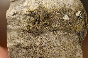  ( - BG-L-94648)  @11 [ ] CreativeCommons - Attribution Non-Commercial (2013) Einar Timdal Natural History Museum, University of Oslo, Norway