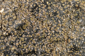  ( - BG-L-95728)  @11 [ ] CreativeCommons - Attribution Non-Commercial (2014) Einar Timdal Natural History Museum, University of Oslo, Norway