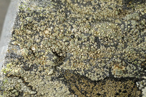  ( - BG-L-95937)  @11 [ ] CreativeCommons - Attribution Non-Commercial (2013) Einar Timdal Natural History Museum, University of Oslo, Norway