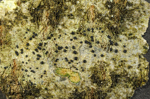  ( - BG-L-95942)  @11 [ ] CreativeCommons - Attribution Non-Commercial (2013) Einar Timdal Natural History Museum, University of Oslo, Norway