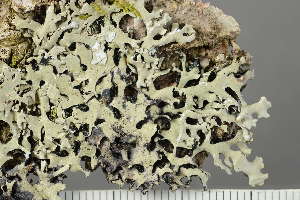  ( - BG-L-101180)  @11 [ ] by-nc (2021) Einar Timdal University of Oslo, Natural History Museum