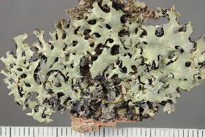  ( - BG-L-101198)  @11 [ ] by-nc (2021) Einar Timdal University of Oslo, Natural History Museum