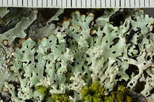  ( - BG-L-103271)  @11 [ ] CreativeCommons - Attribution Non-Commercial (2019) Einar Timdal University of Oslo, Natural History Museum