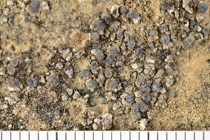  (Solenopsora crenata - ASU-Nash-38664b)  @11 [ ] CreativeCommons - Attribution Non-Commercial (2016) Einar Timdal University of Oslo, Natural History Museum